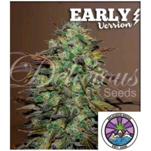 ELEVEN ROSES- EARLY VERSION- 5 SEMI- DELICIOUS SEEDS