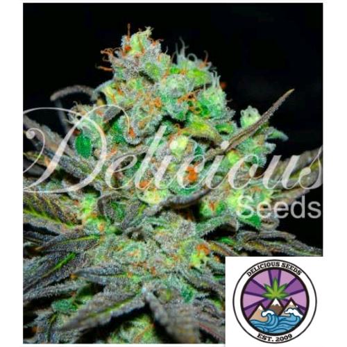 ELEVEN ROSES FEM- DELICIOUS SEEDS