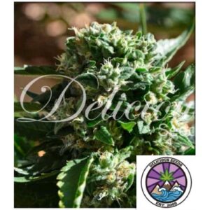 IL DIAVOLO AUTO 3 SEMI- DELICIOUS SEEDS