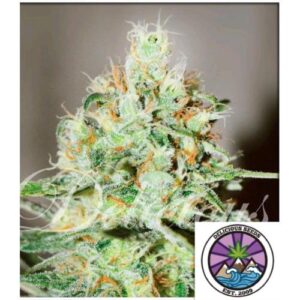 JAGG KUSH FEM 3 SEMI- DELICIOUS SEEDS