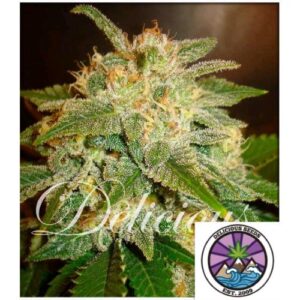 LA BELLA AFRODITA AUTO 3 SEMI- DELICIOUS SEEDS