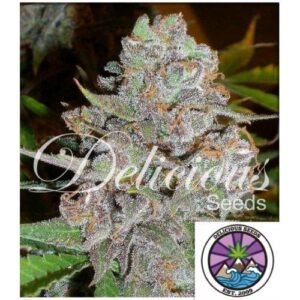 LA DIVA AUTO 5 SEMI- DELICIOUS SEEDS