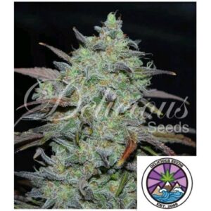 MARMALATE FEM- DELICIOUS SEEDS