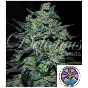 NORTHERN LIGHT BLUE THC FREE- DELICIOUS SEEDS
