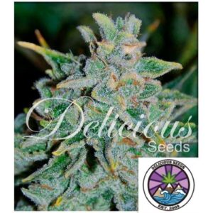 NORTHERN LIGHT BLUE AUTO- DELICIOUS SEEDS