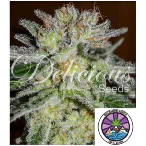 NORTHERN LIGHT BLUE FEM 10 SEMI- DELICIOUS SEEDS