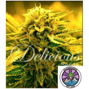 SUGAR BLACK ROSE AUTO- DELICIOUS SEEDS