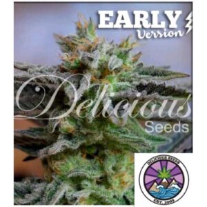 SUGAR BLACK ROSE EARLY VERSION 3 SEMI- DELICIOUS SEEDS