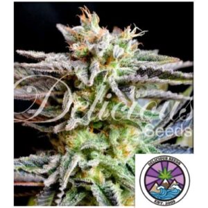 SUGAR BLACK ROSE FEM- DELICIOUS SEEDS