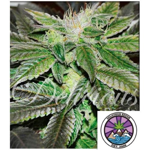 SUGAR CANDY FEM- DELICIOUS SEEDS