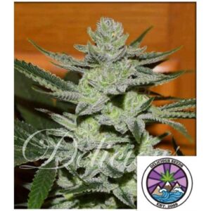 UNKNOWN KUSH FEM 3 SEMI- DELICIOUS SEEDS