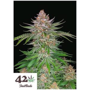 STRAWBERRY PIE AUTO- FAST BUDS
