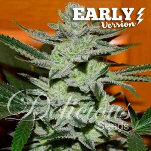 UNKNOWN KUSH EARLY VERSION 3 SEMI- DELICIOUS SEEDS