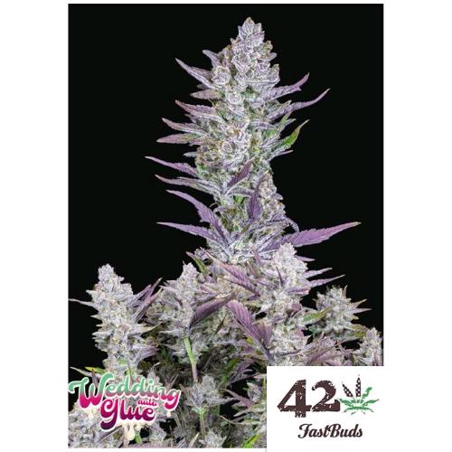 WEDDING GLUE AUTO- FAST BUDS