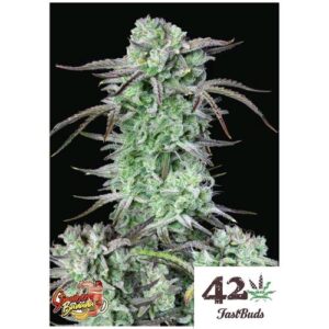 STRAWBERRY BANANA AUTO- FAST BUDS