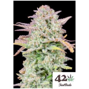 TRAINWRECK AUTO- FAST BUDS