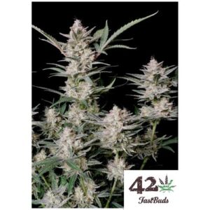 STRAWBERRY GORILLA AUTO- FAST BUDS