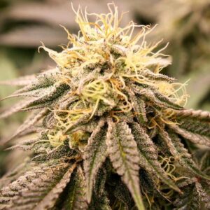SUNDOGZ FEM- HUMBOLDT SEED ORGANIZATION