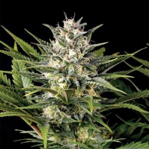 PINEAPPLE SKUNK FEM- HUMBOLDT SEED ORGANIZATION