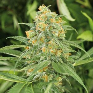GREEN CRACK FEM- HUMBOLDT SEED ORGANIZATION