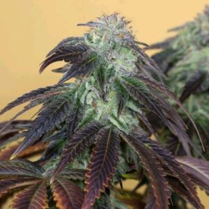 OG KUSH FEM 10 SEMI- HUMBOLDT SEED ORGANIZATION
