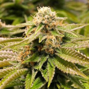 GORILLA BREATH FEM- HUMBOLDT SEED ORGANIZATION