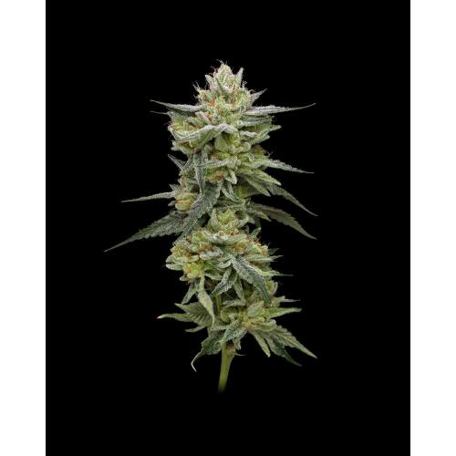 HELLA JELLY FEM- HUMBOLDT SEED COMPANY - immagine 2