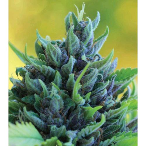 HUMBOLDT DREAM AUTO- HUMBOLDT SEED COMPANY - immagine 2