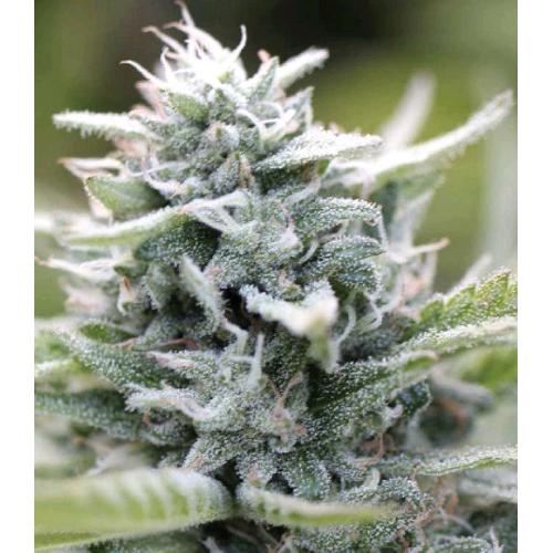 MAGIC MELON AUTO 3 SEMI- HUMBOLDT SEED COMPANY - immagine 2