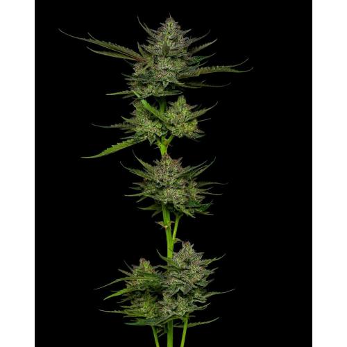 SOUR APPLE AUTO 3 SEMI- HUMBOLDT SEED COMPANY - immagine 2