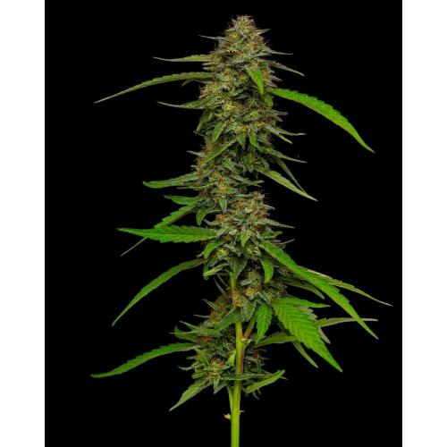 STRAWBERRY CHEESECAKE AUTO 3 SEMI- HUMBOLDT SEED COMPANY - immagine 2
