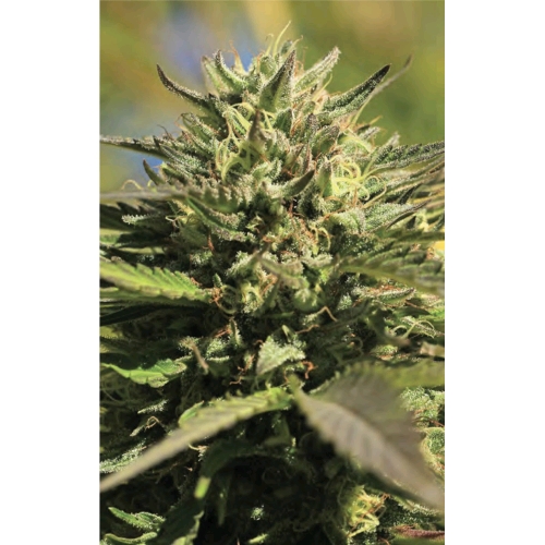 OG KUSH FEM 3 SEMI- HUMBOLDT SEED COMPANY - immagine 2