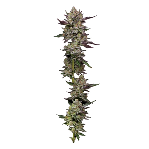 PODDY MOUTH FEM 3 SEMI- HUMBOLDT SEED COMPANY - immagine 2