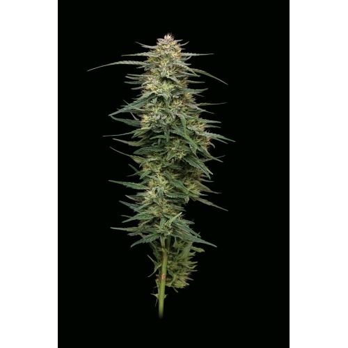 RASPBERRY PARFAIT FEM 3 SEMI- HUMBOLDT SEED COMPANY - immagine 2