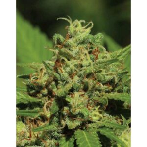 EMERALD FIRE OG FEM- HUMBOLDT SEED COMPANY