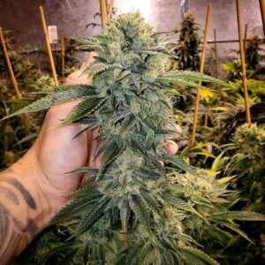 GEIST OG FEM FAST FLOWERING- HUMBOLDT SEED ORGANIZATION