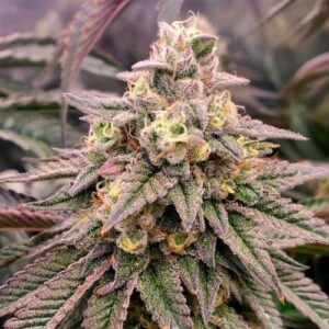 GUSHERS FEM FAST FLOWERING- HUMBOLDT SEED ORGANIZATION