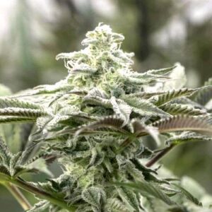 LEMON CITRON FEM- HUMBOLDT SEED ORGANIZATION
