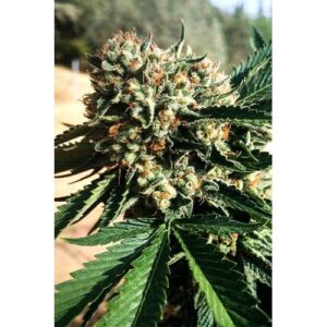 SAPPHIRE OG FEM 3 SEMI- HUMBOLDT SEED ORGANIZATION