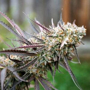 ICE CREAM CAKE FAST- HUMBOLDT SEED ORGANIZATION