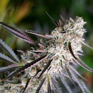 PEANUT BUTTER BREATH FAST- HUMBOLDT SEED ORGANIZATION