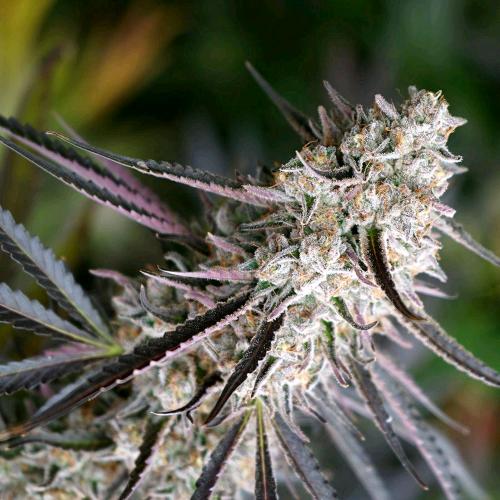 PEANUT BUTTER BREATH FAST- HUMBOLDT SEED ORGANIZATION