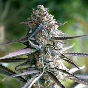 RUNTZ FAST- HUMBOLDT SEED ORGANIZATION