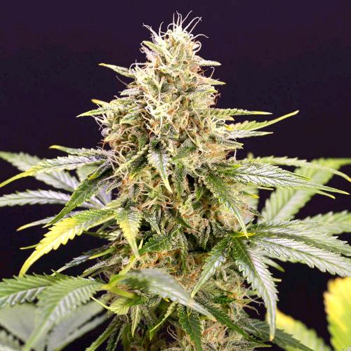 CHOCOLATE MINT OG AUTO- HUMBOLDT SEED ORGANIZATION