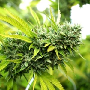 MANGO OG AUTO- HUMBOLDT SEED ORGANIZATION