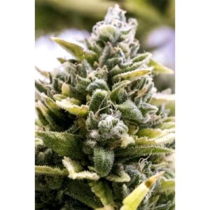 OG KUSH AUTO- HUMBOLDT SEED ORGANIZATION