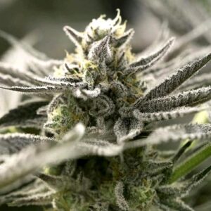 OGKZ AUTO- HUMBOLDT SEED ORGANIZATION