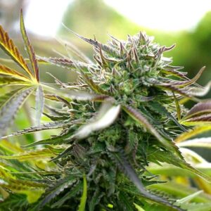 PINEAPPLE CHEM AUTO- HUMBOLDT SEED ORGANIZATION
