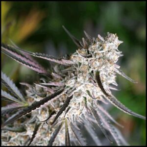 FLORIDA GASPACK FEM- HUMBOLDT SEED ORGANIZATION