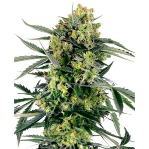 BLUEBERRY ZKITTLEZ AUTO- SENSI SEEDS